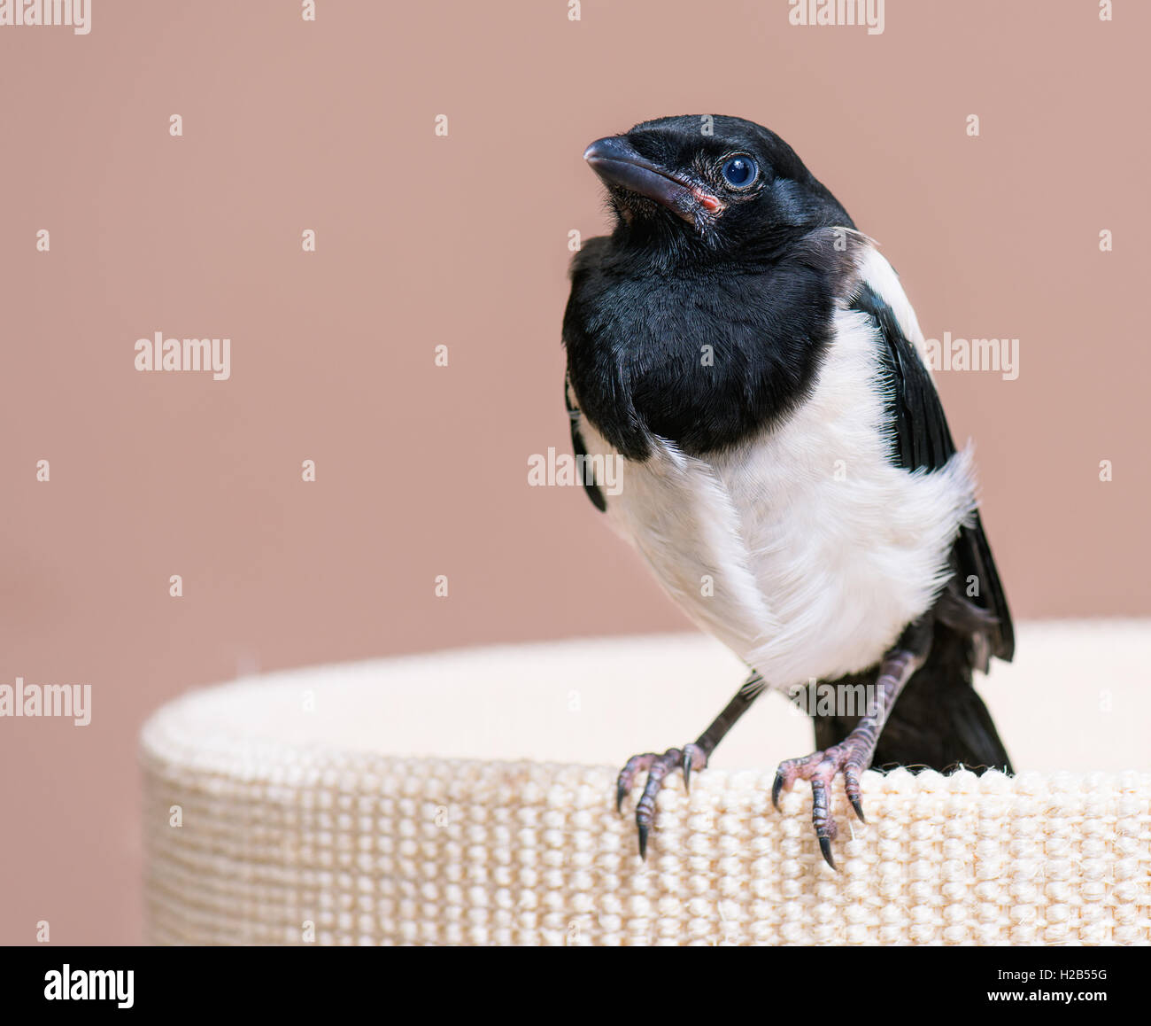 Nestling of magpie bird Stock Photo - Alamy