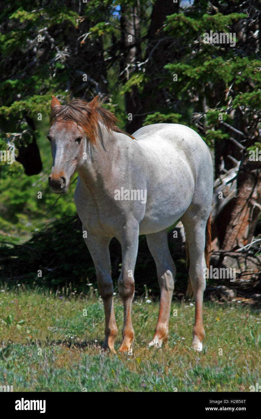 Wild Horse Red Roan Yearling Mustang Mare on Sykes Ridge in the Pryor