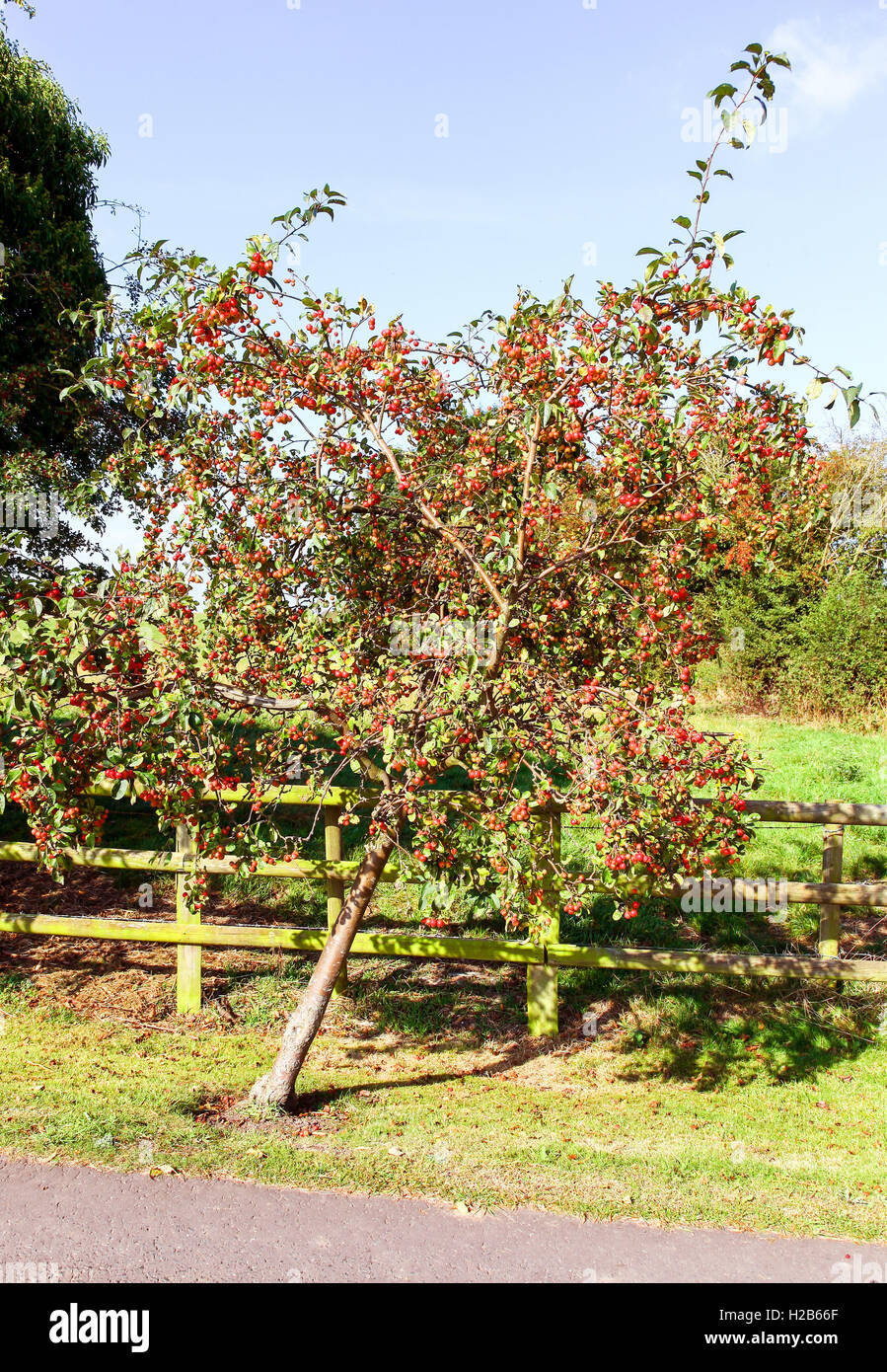 A small apple tree bending and falling over with the weight of ripe fruit on it's boughs Stock Photo