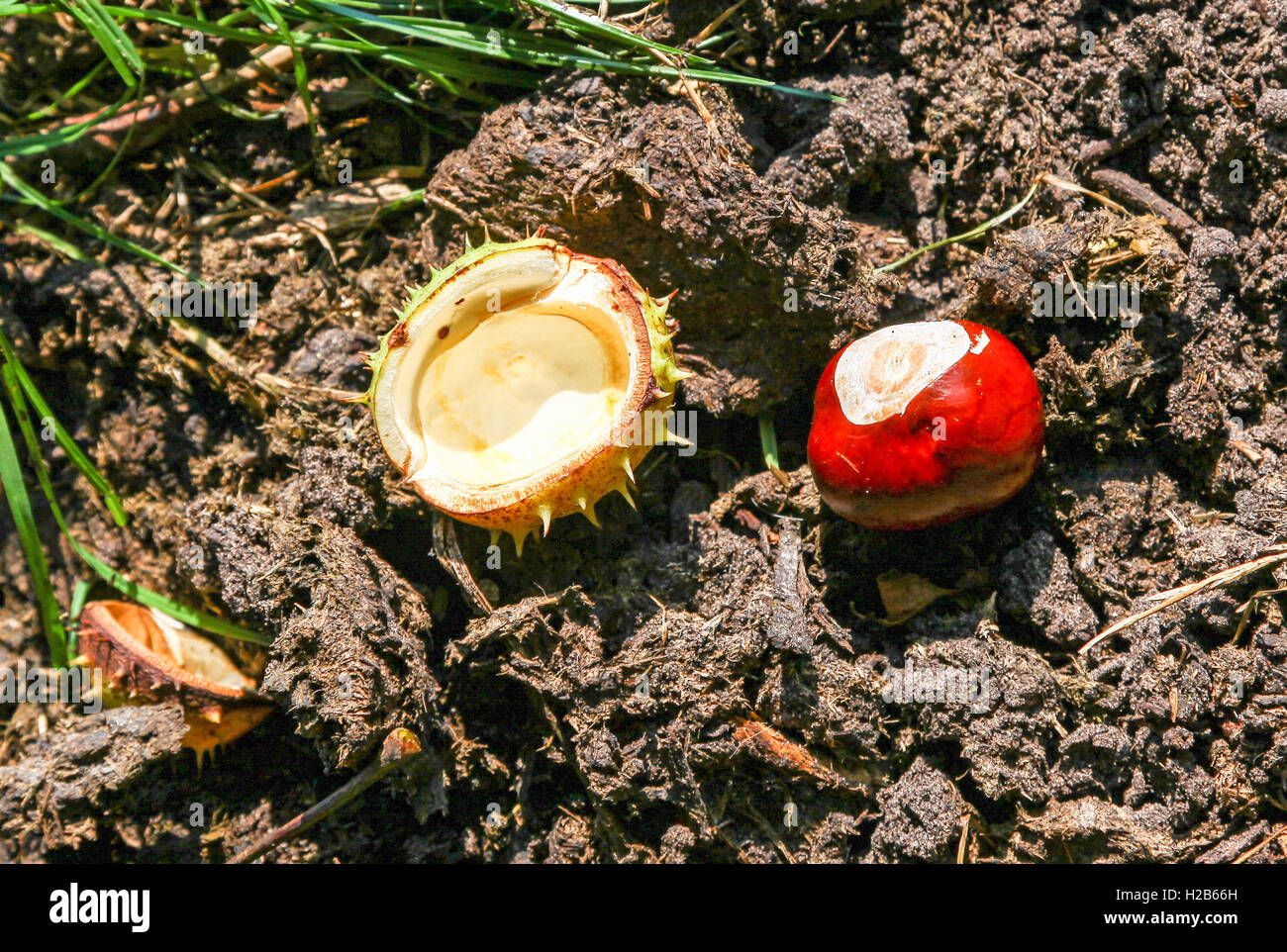 A conker the fruit or seed of a horse-chestnut or conker tree (Aesculus hippocastanum) Stock Photo