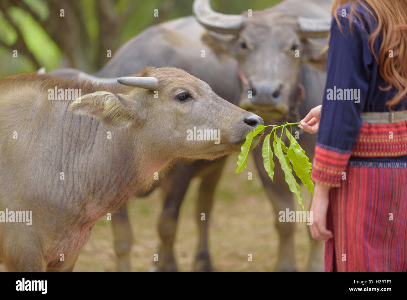 Thai buffalo eat leave from lady hand in farm.Thailand Stock Photo