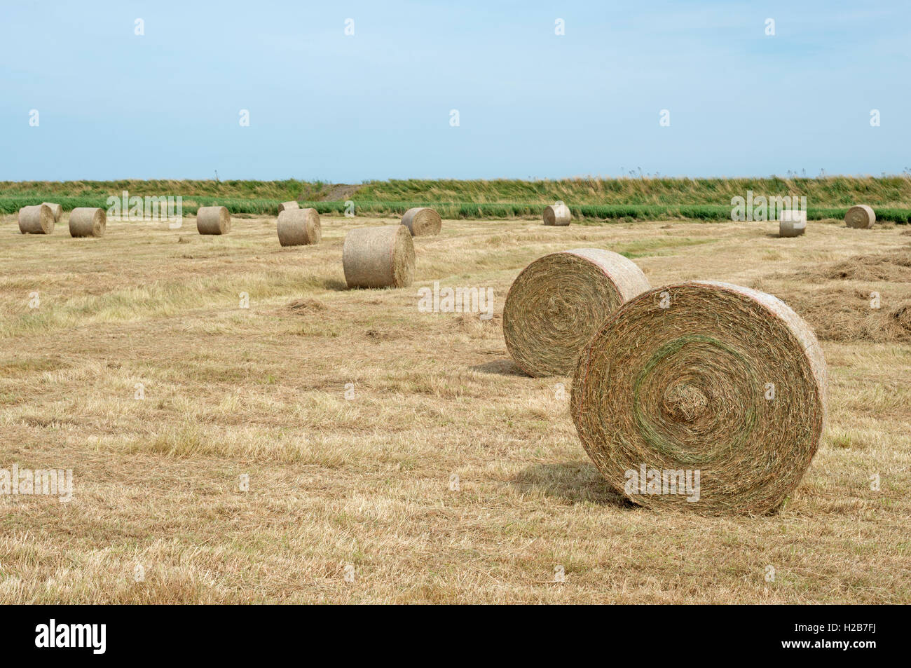 Round hay bales, Shingle Street, Suffolk, UK. Stock Photo
