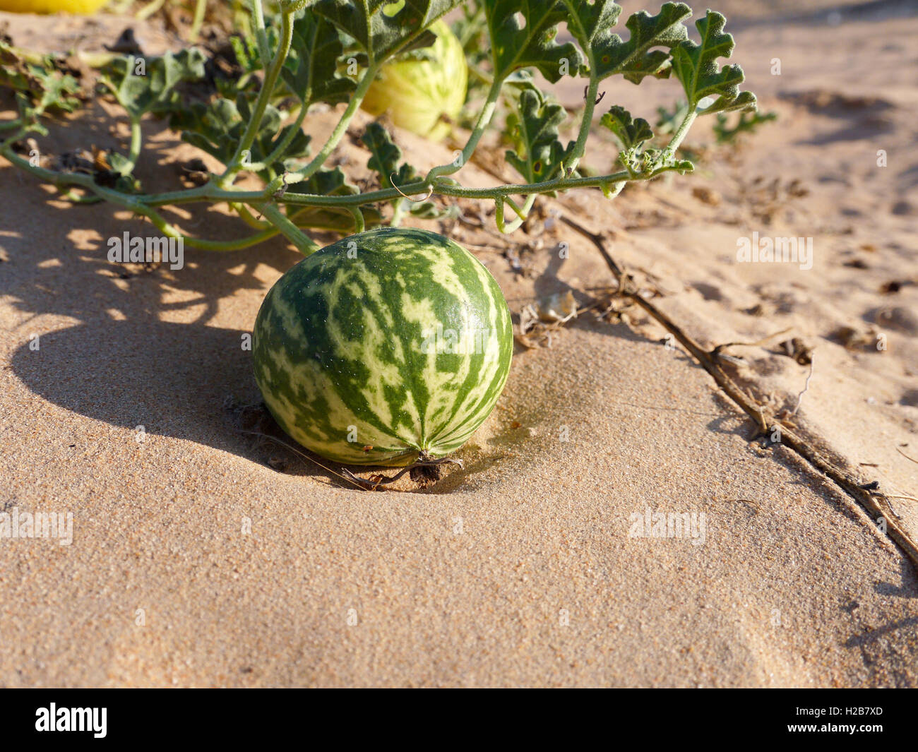 Bitter cucumber colocynthis in the desert Stock Photo