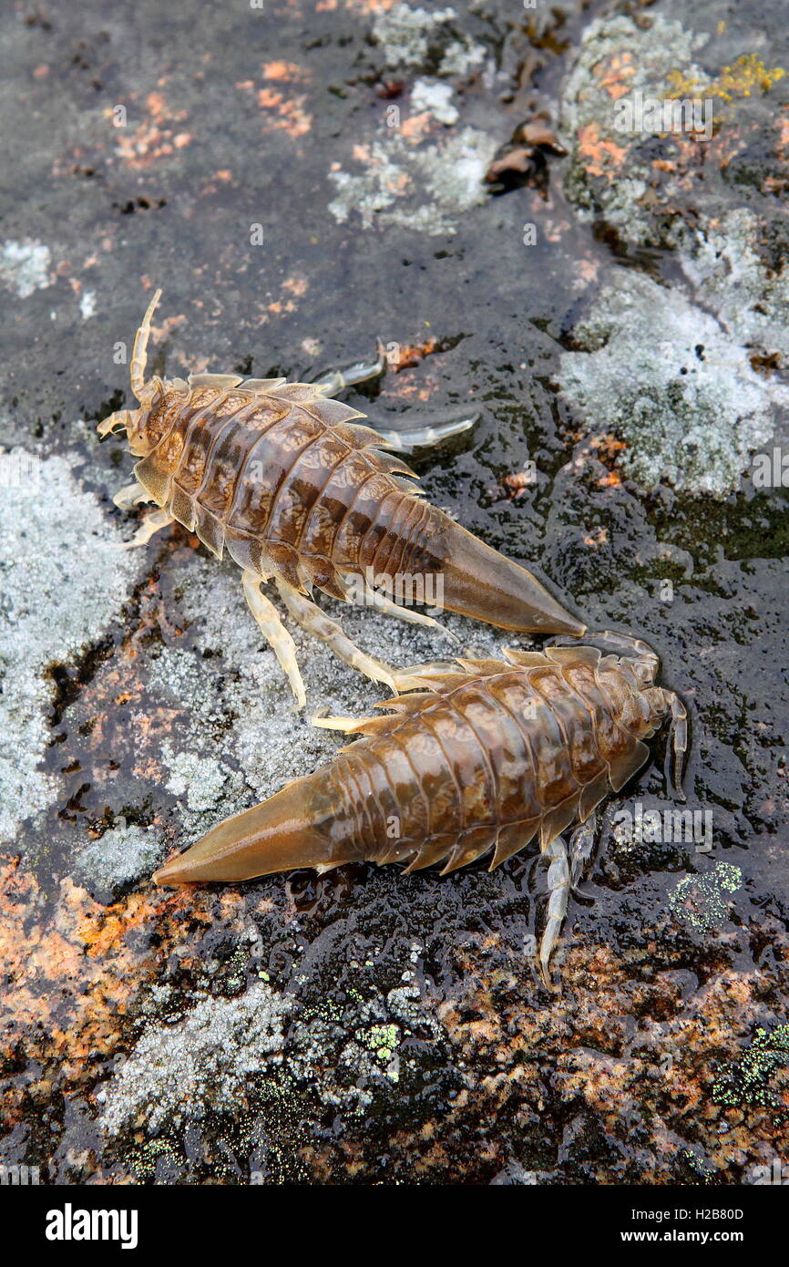 Benthic isopod crustacean, Saduria entomon Stock Photo