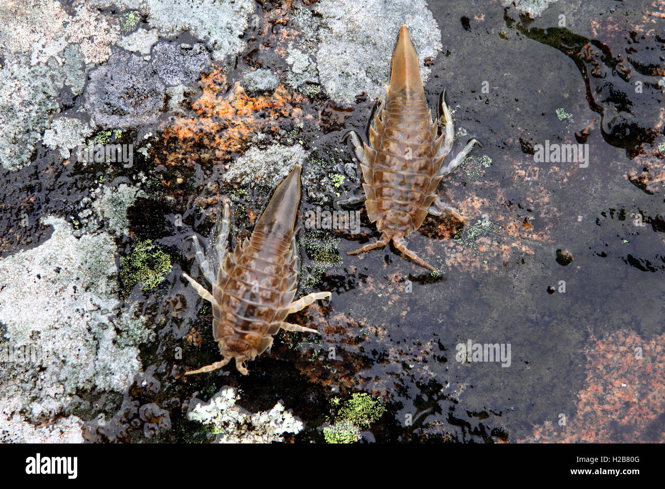 Benthic isopod crustacean, Saduria entomon Stock Photo