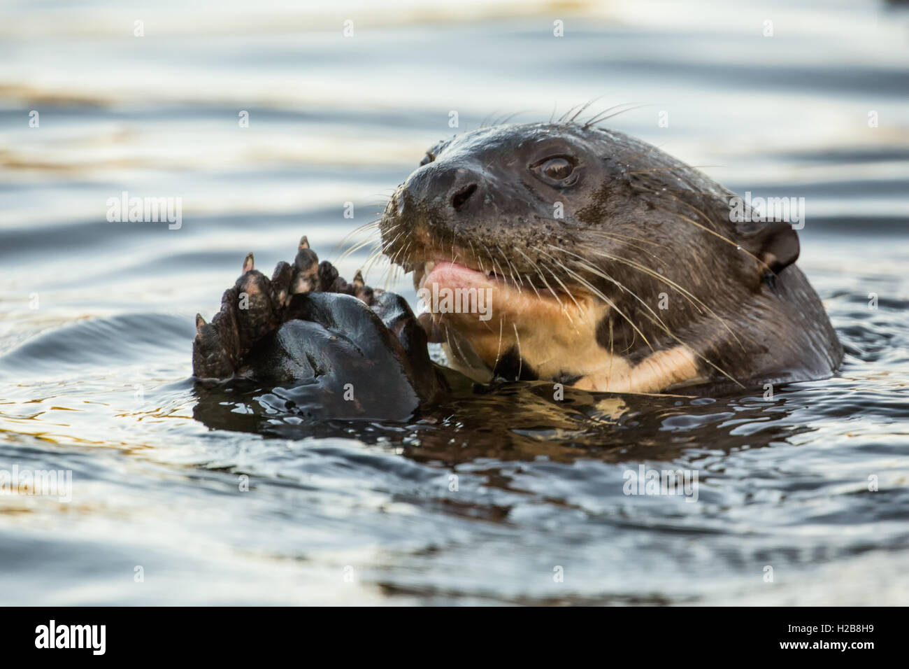 Endangered Giant River Otter eating a fish in the Pantanal region, Mato ... Biology Diagrams