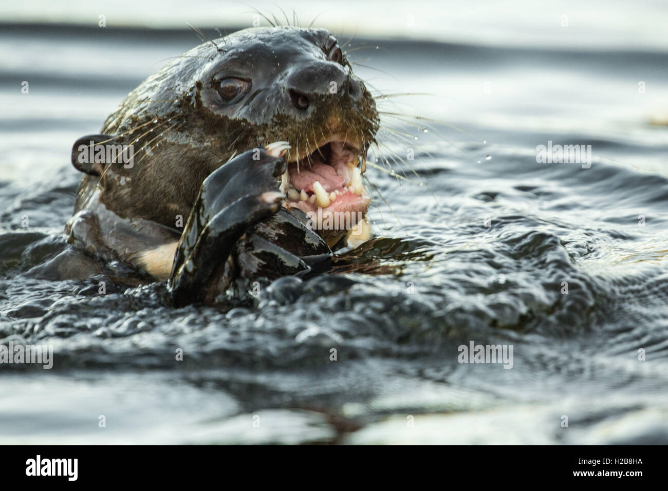 Endangered Giant River Otter (Pteronura brasilienis) eating a fish in