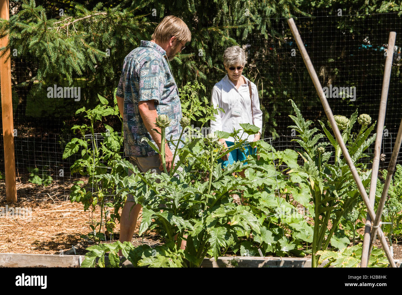 People looking at artichoke plants at the Issaquah Flatland Community Garden in Issaquah, Washington, USA Stock Photo
