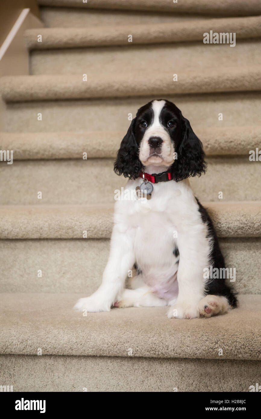 Two Month Old Springer Spaniel Puppy Tre Sitting On Carpeted Stairs In Issaquah Washington Usa Stock Photo Alamy