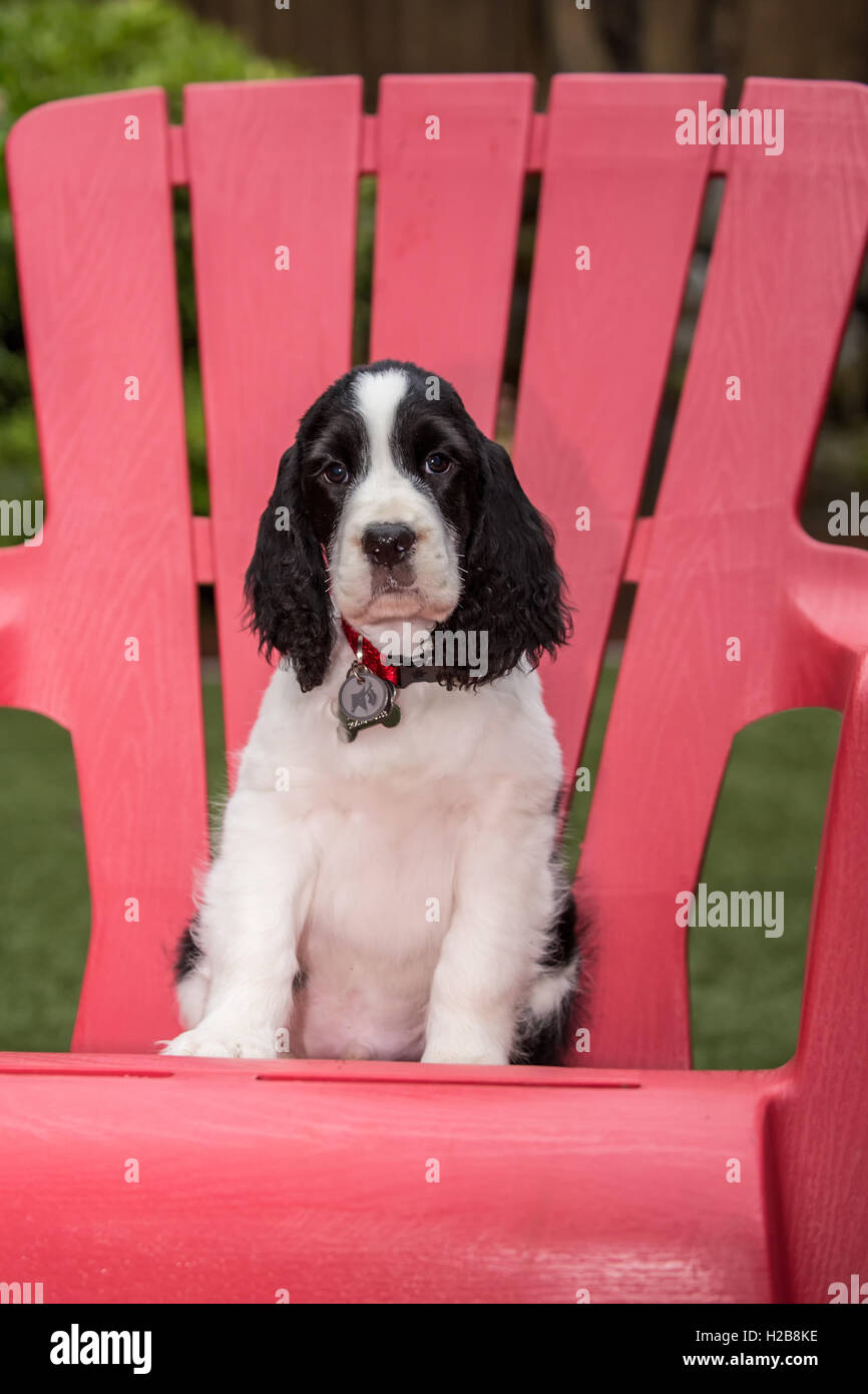 Two month old Springer Spaniel puppy, Tre, sitting in a red plastic lawn chair in Issaquah, Washington, USA Stock Photo