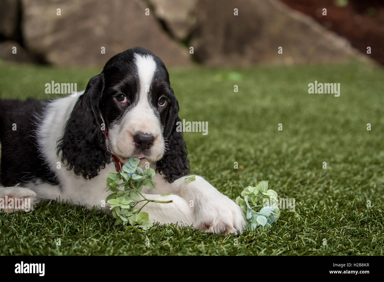 Two month old Springer Spaniel puppy, Tre, being naughty and eating a hydrangea flower in Issaquah, Washington, USA Stock Photo