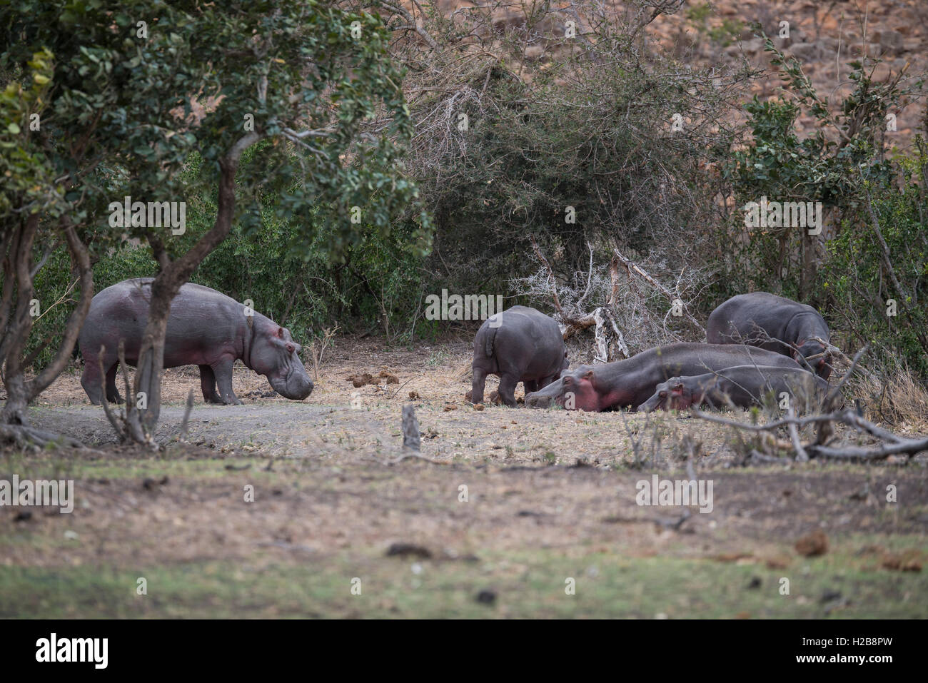 A group of hippo out of the water on an overcast day in the Kruger National Park Stock Photo