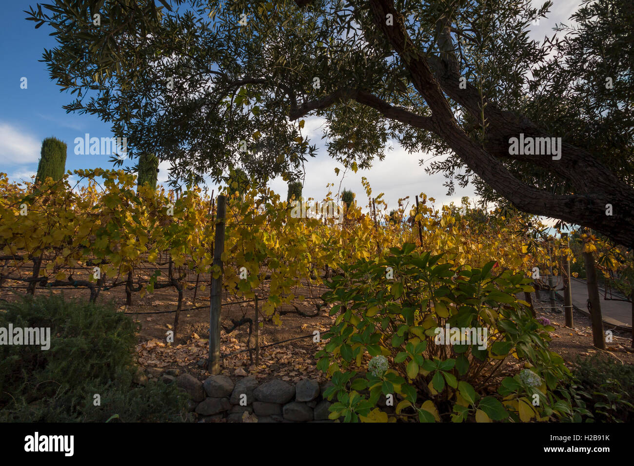 Vineyard, viewed from, Viansa Sonoma, Viansa Sonoma winery, Sonoma, Sonoma County, California Stock Photo