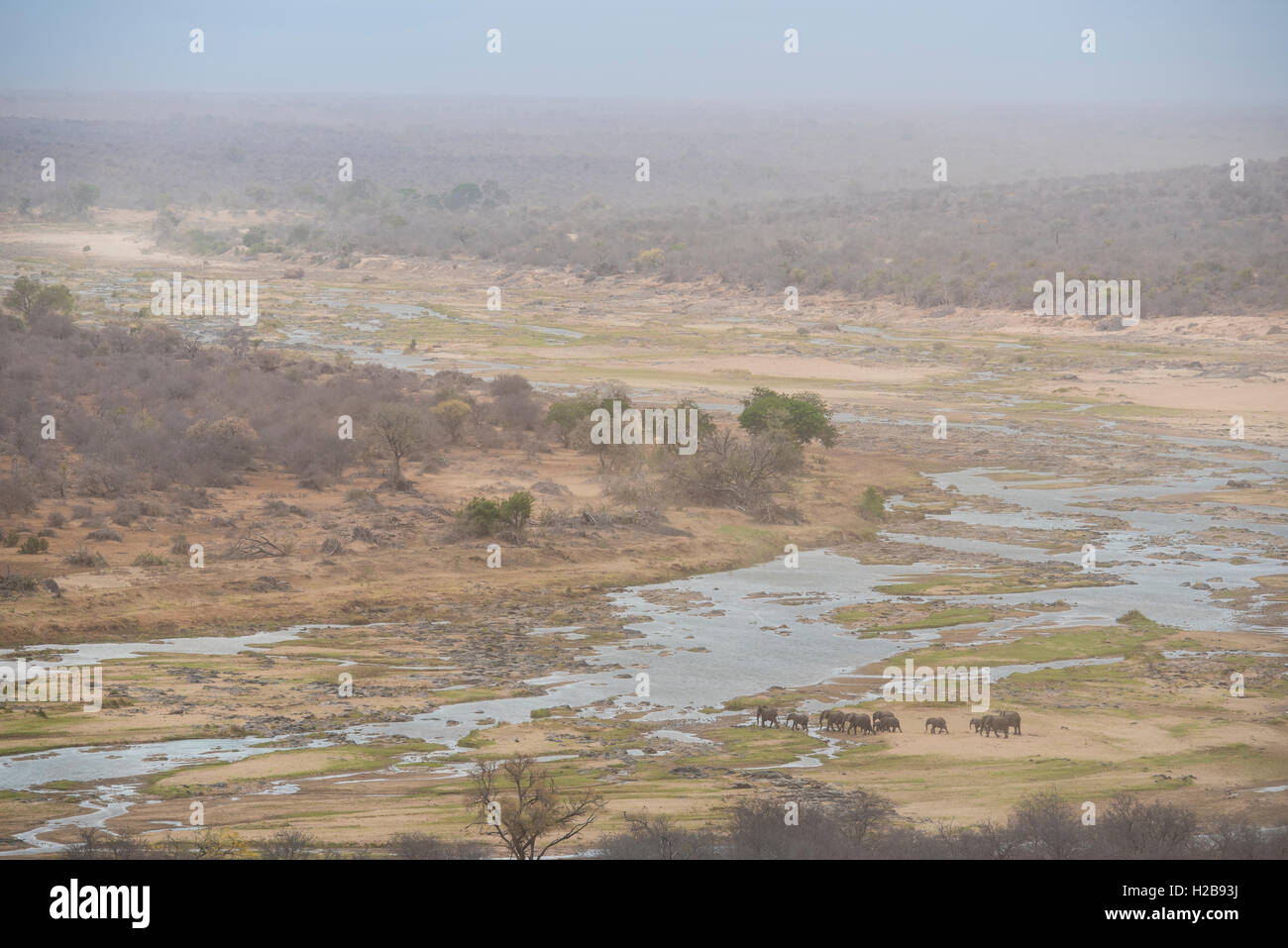 Herd of elephants crossing the Olifants River on a  windy, hazy day due to the sand been blown around Stock Photo