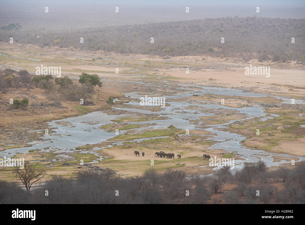 Herd of elephants crossing the low Olifants River on a  windy, hazy day due to the sand been blown around Stock Photo