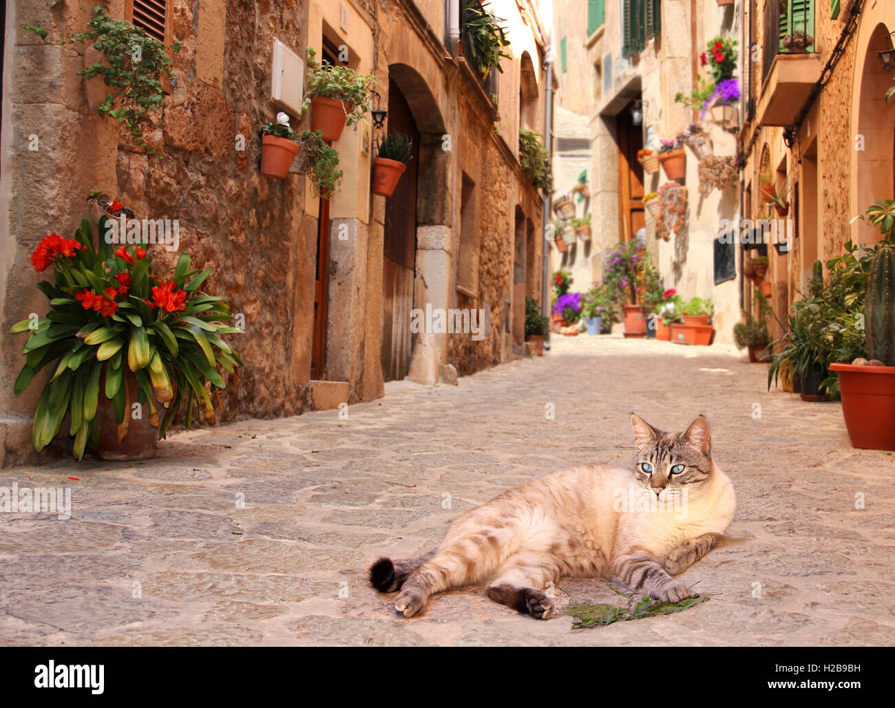 Domestic cat, tabby point, lying on a stone pavement of a romantic allay in the mallorcan mountain village Valldemossa, Baleares Stock Photo
