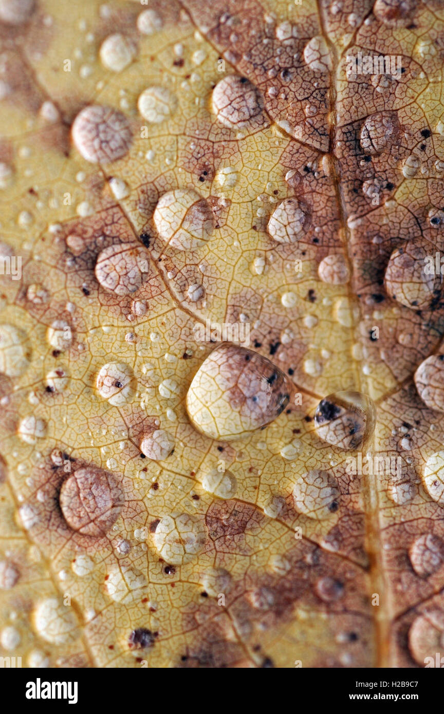 Close up of rain drops on autumn leaves. Stock Photo