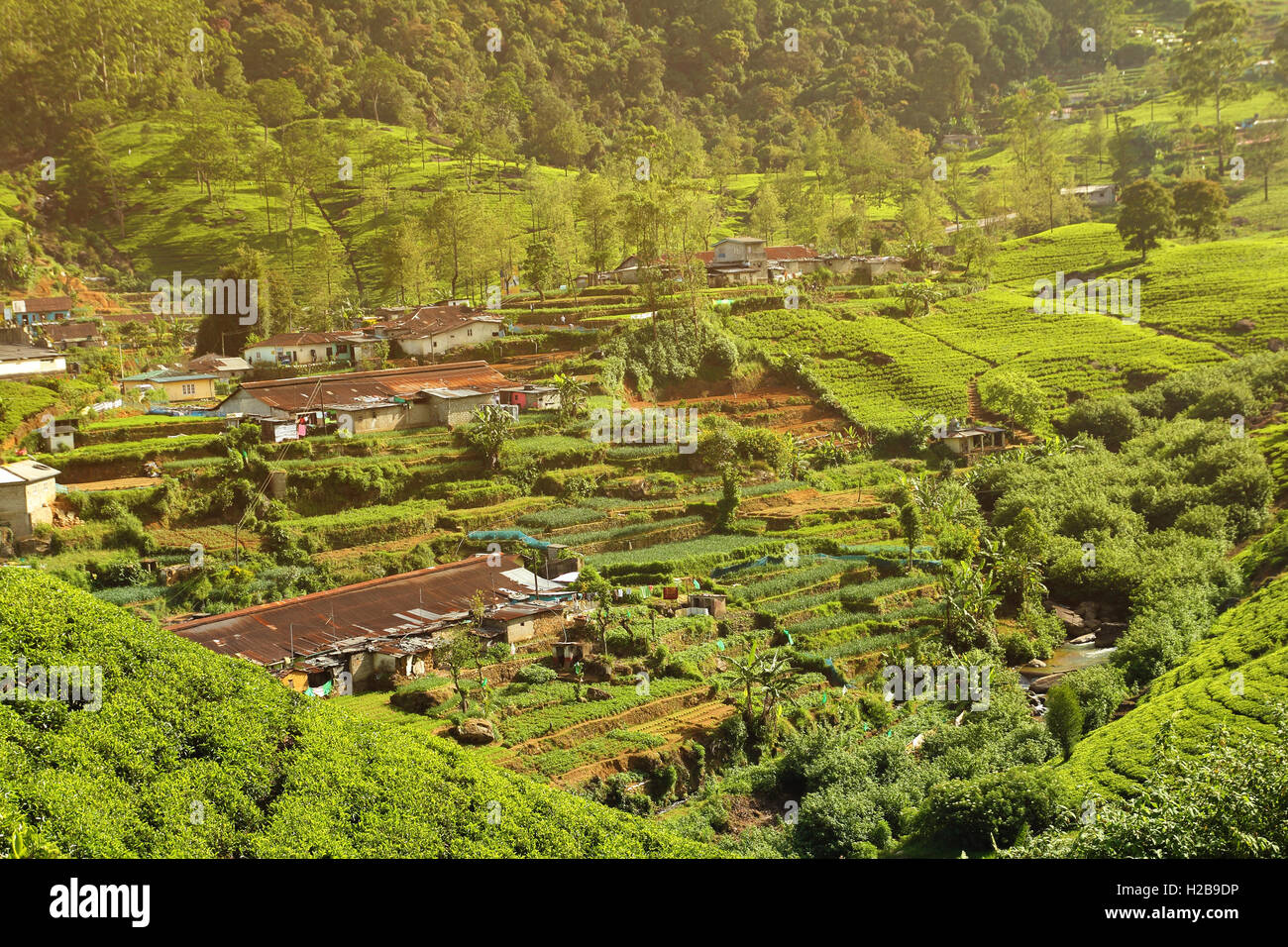 tea plantation village Stock Photo