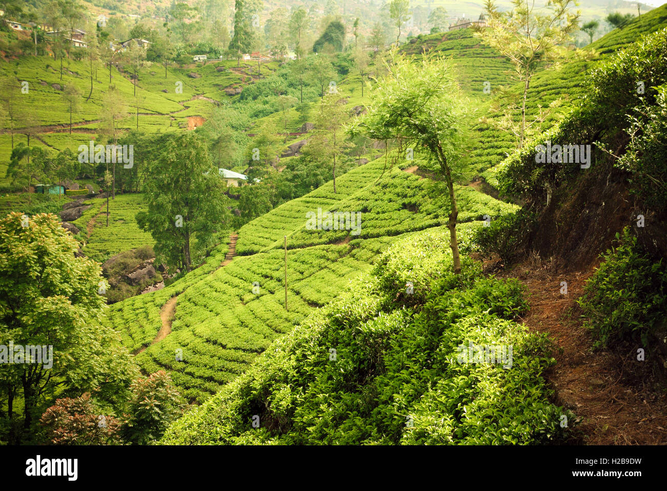 malaysia green landscape Stock Photo