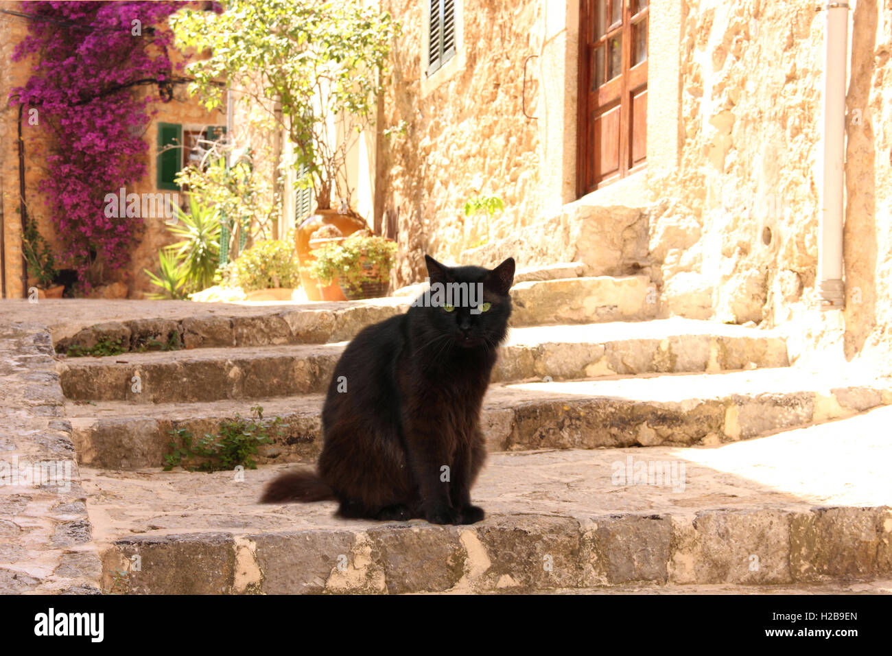 domestic cat, black, longhaired hybrid, sitting on a stony staircase in the romantic mountain village Valldemossa, Mallorca Stock Photo