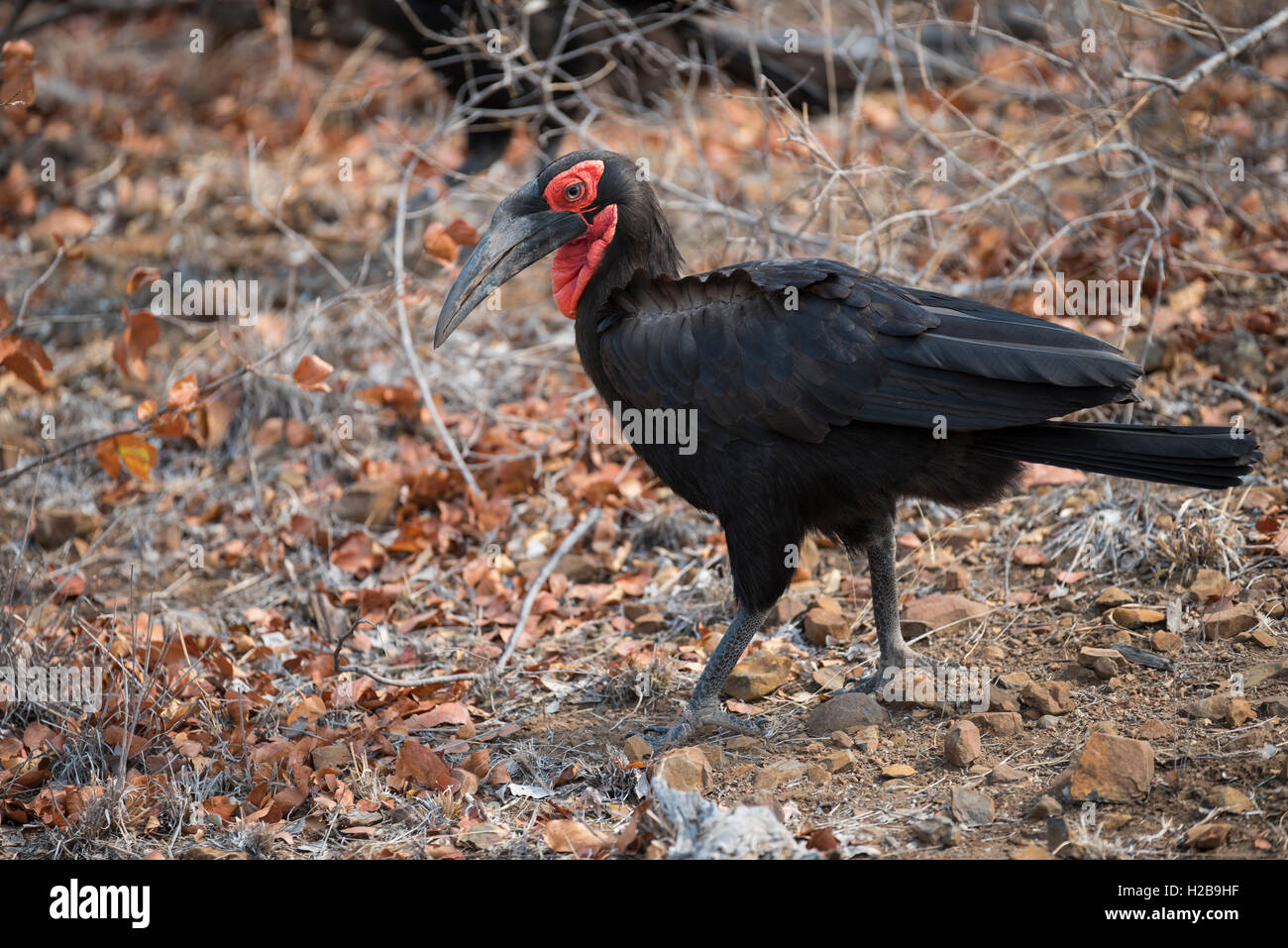 A ground hornbill walking through a mopani woodland looking for food Stock Photo