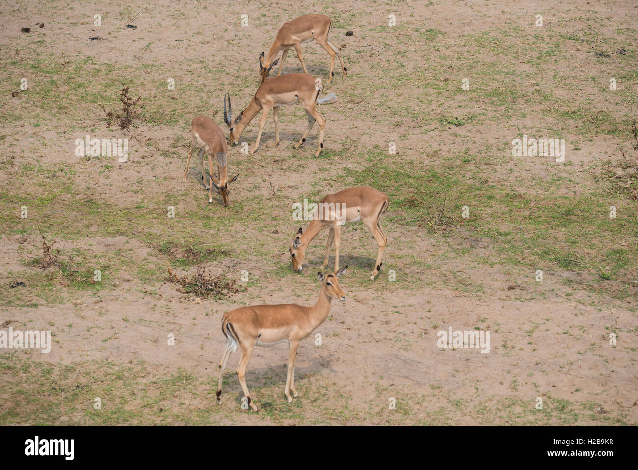 Group Of Impalas High Resolution Stock Photography and Images - Alamy