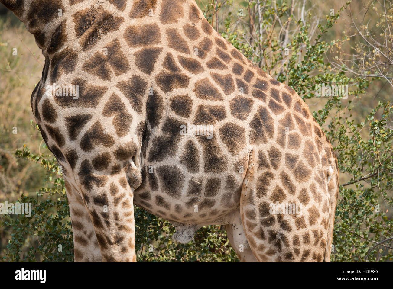 Close up of the patterns on a giraffe Stock Photo