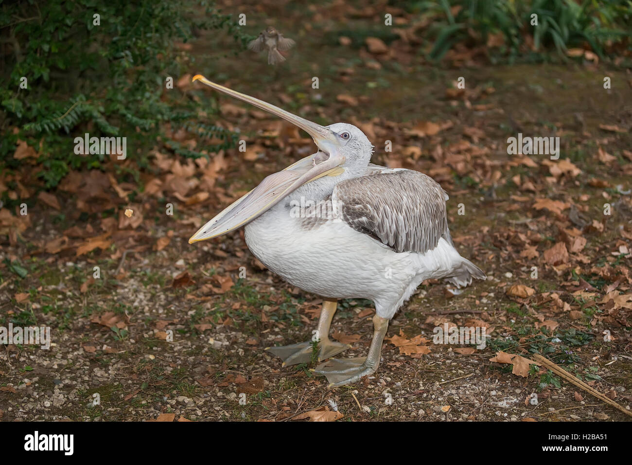 Pink Backed Pelican on land Stock Photo