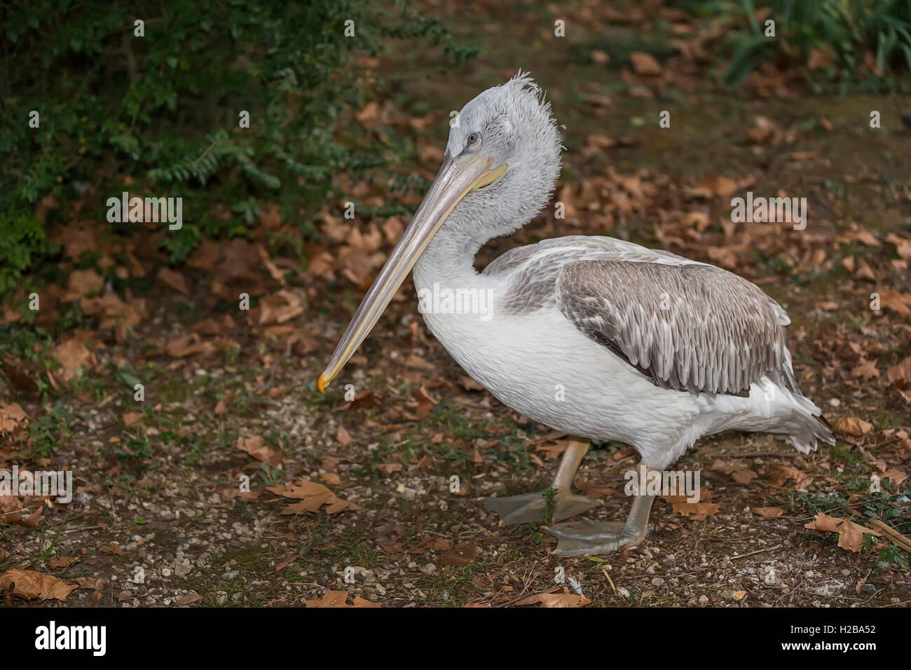 Pink Backed Pelican on land Stock Photo