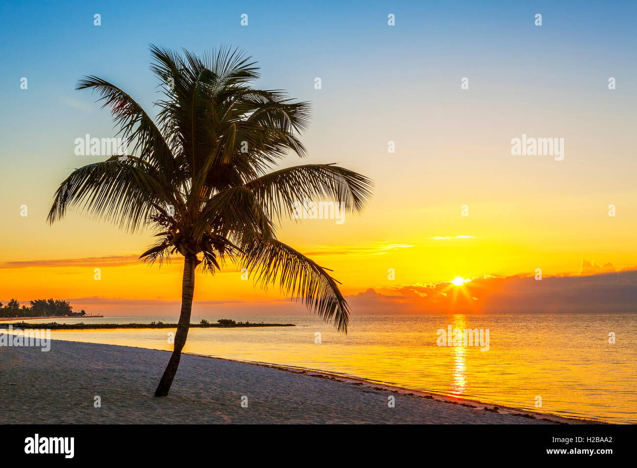 Beach with palm tree at sunset Stock Photo - Alamy