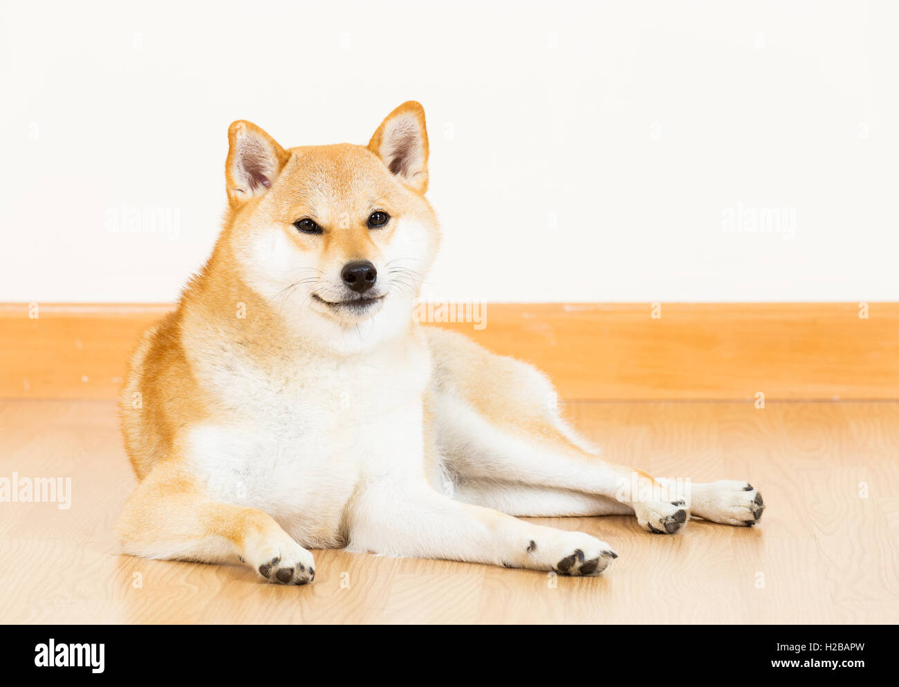Japanese dog house hires stock photography and images Alamy