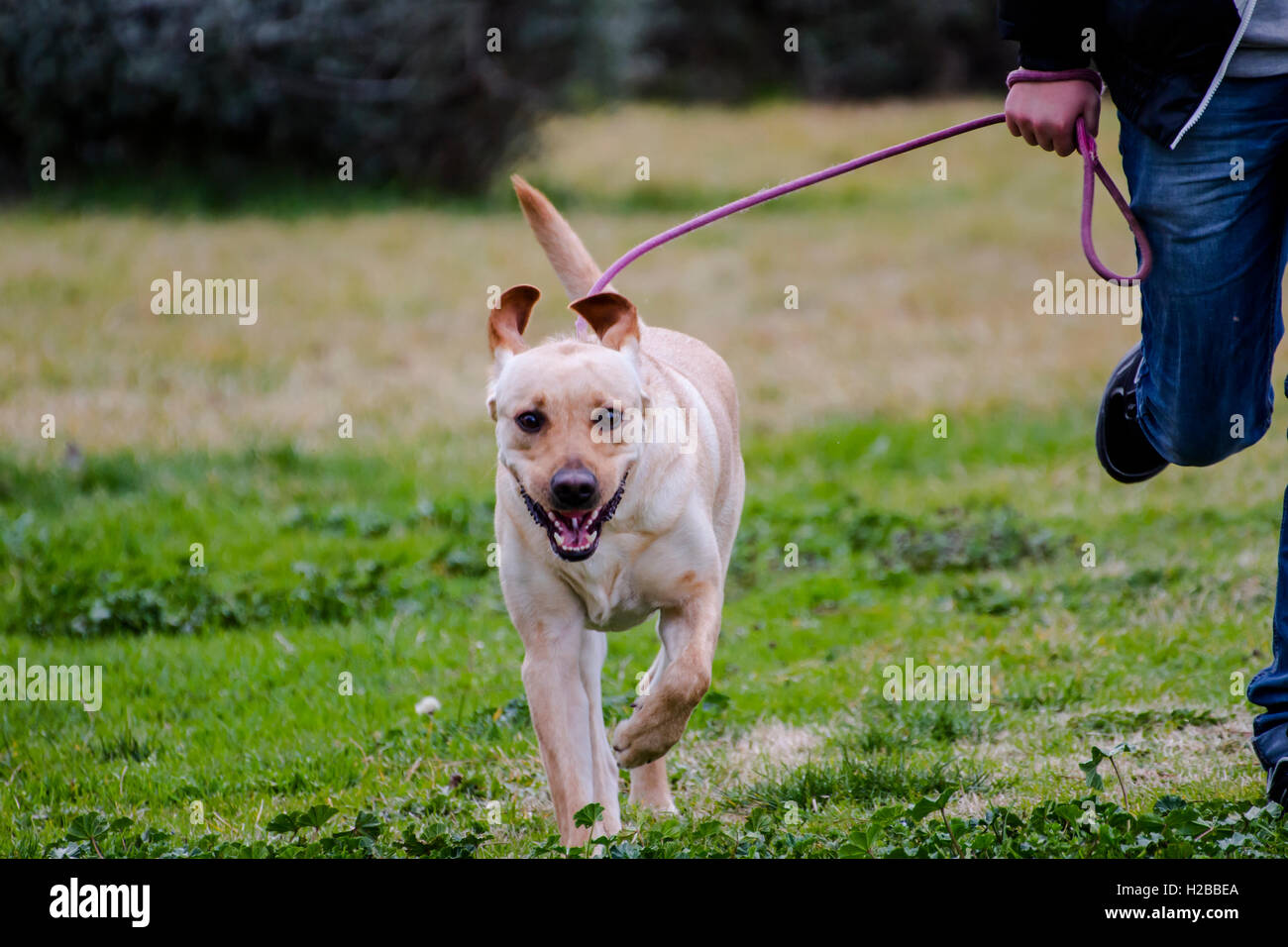 Pedigree.Pet.A Brown labrador running with a boy in a grass fiel Stock Photo