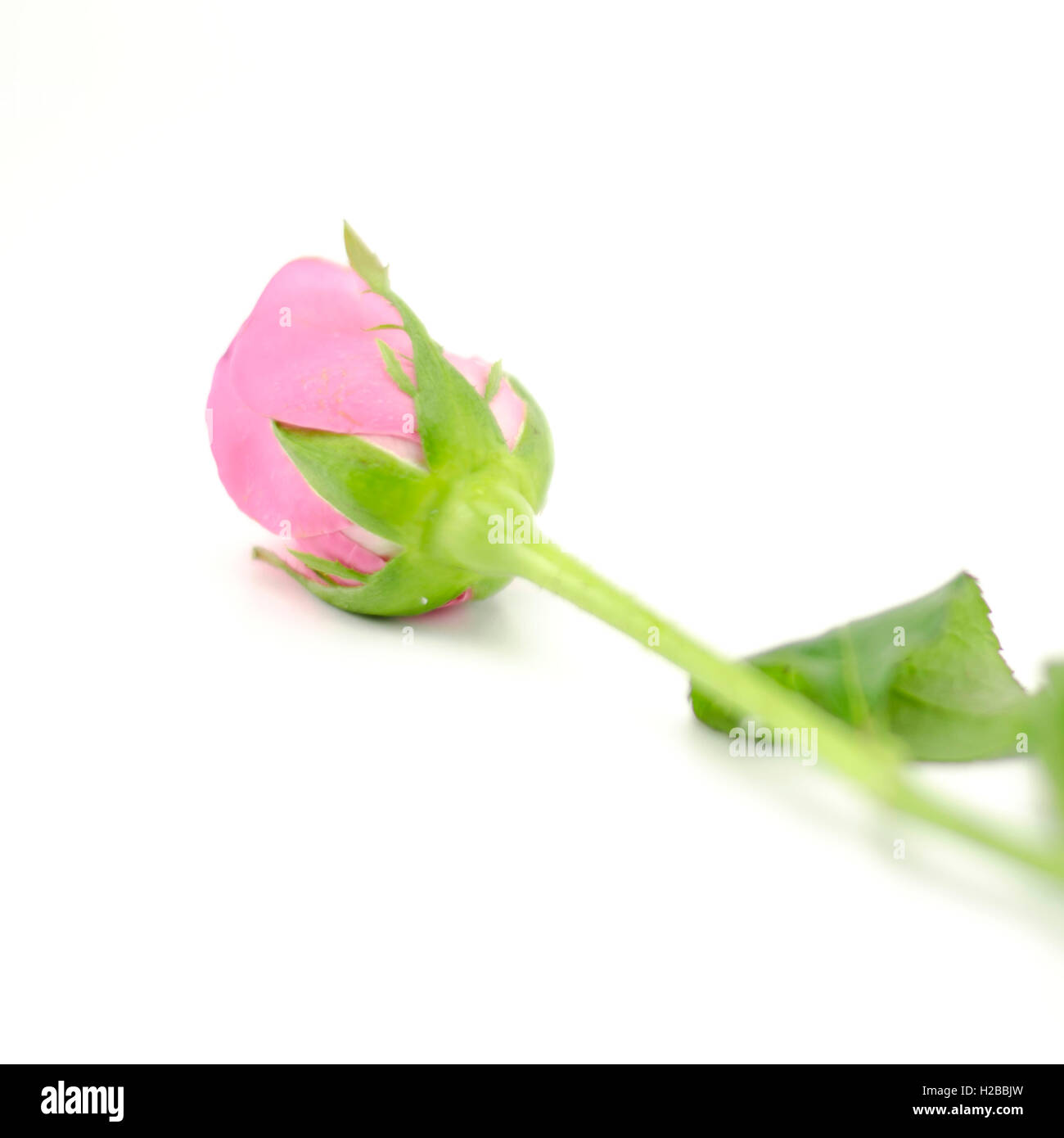 rose flower isolated on white Stock Photo - Alamy