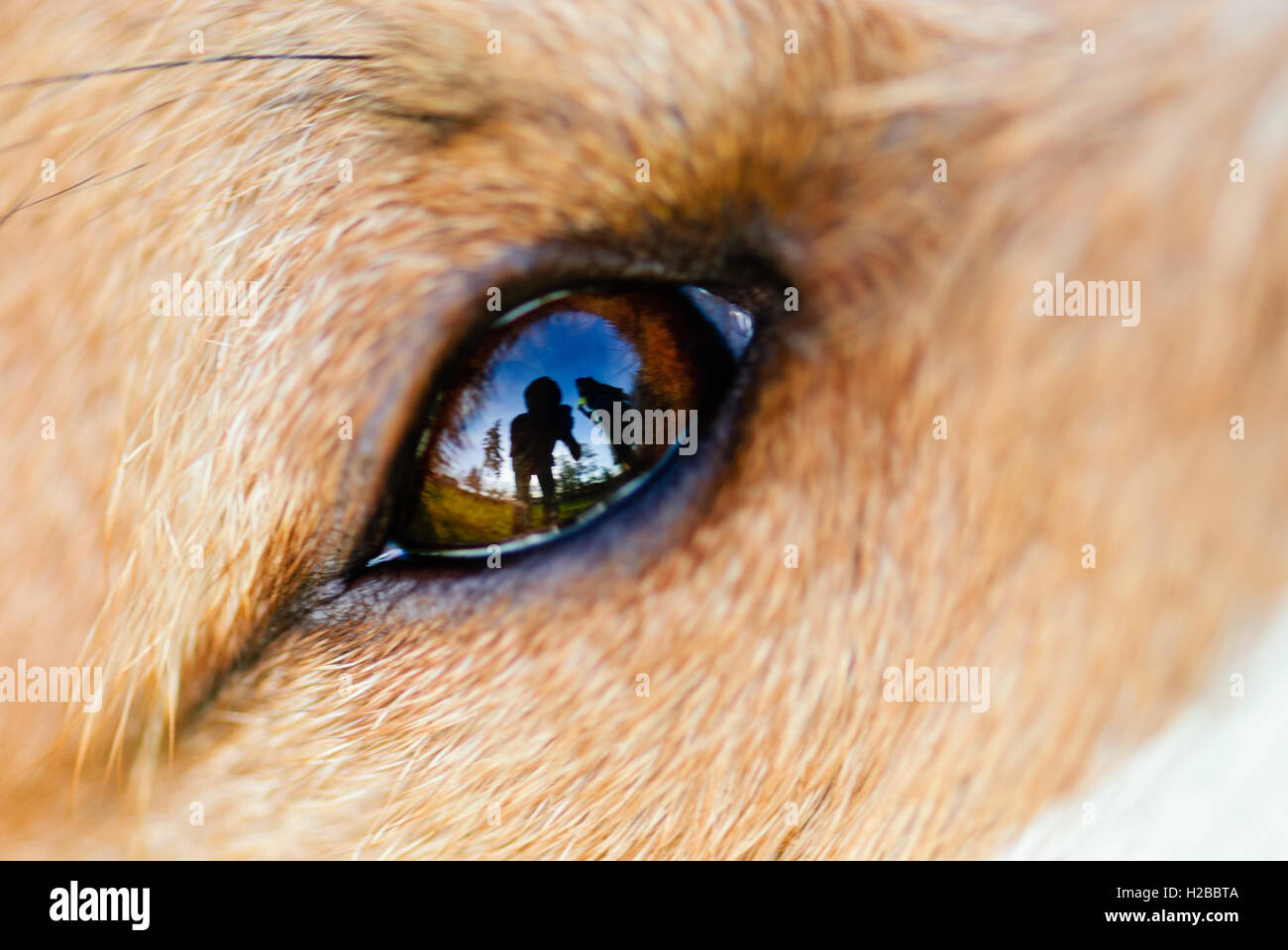 World reflected in dog eye Stock Photo Alamy