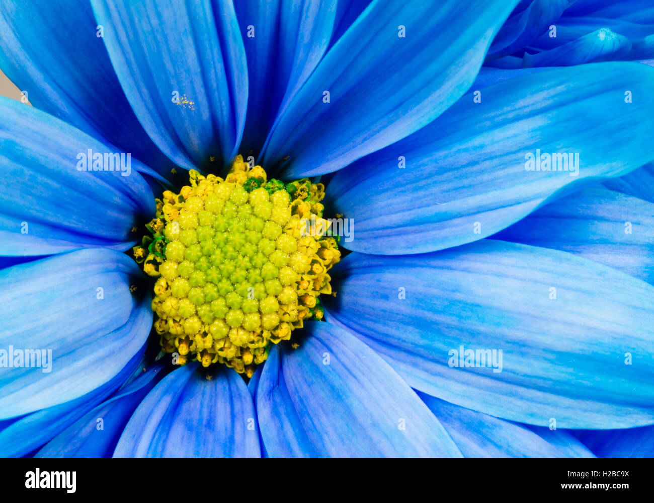 Dyed Daisy Flower White Orange Petals Green Carpels Close up Stock