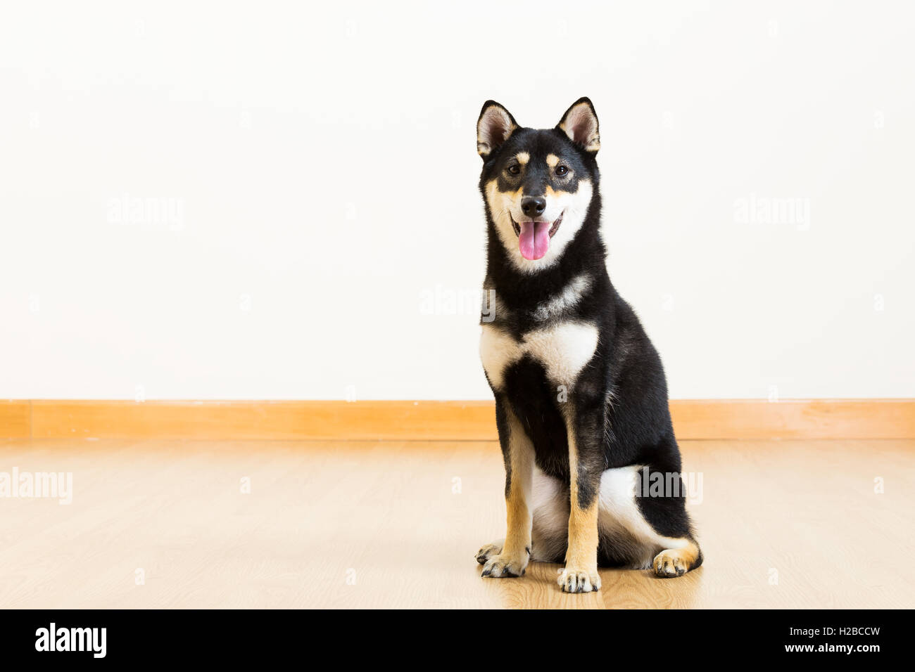 Black And Tan Shiba Inu Hi-Res Stock Photography And Images - Alamy