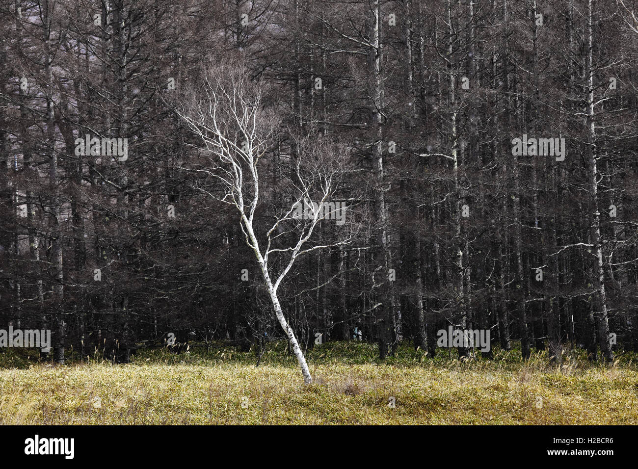 Pine tree forest Stock Photo - Alamy