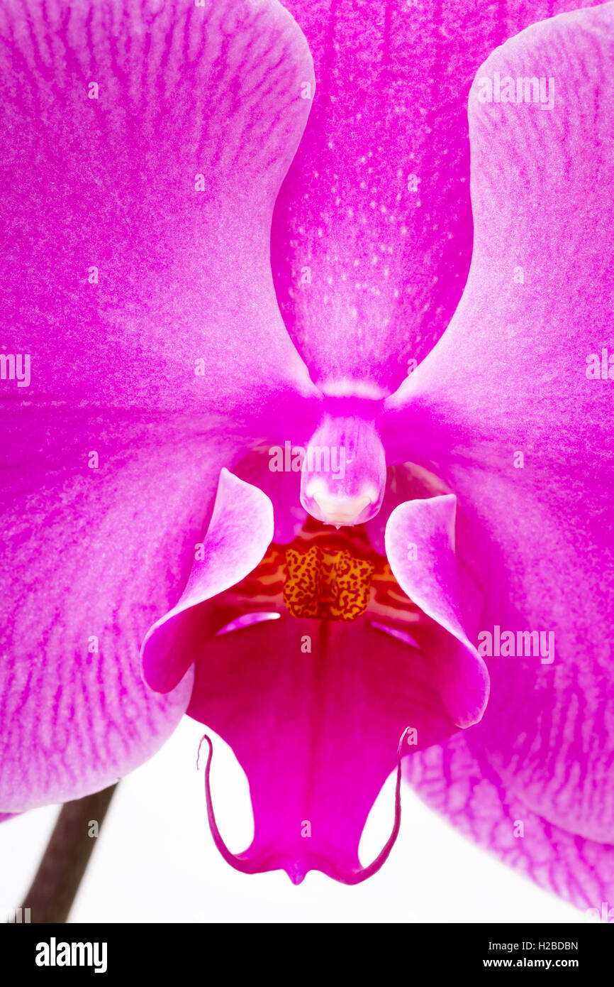 Purple orchid texture Stock Photo
