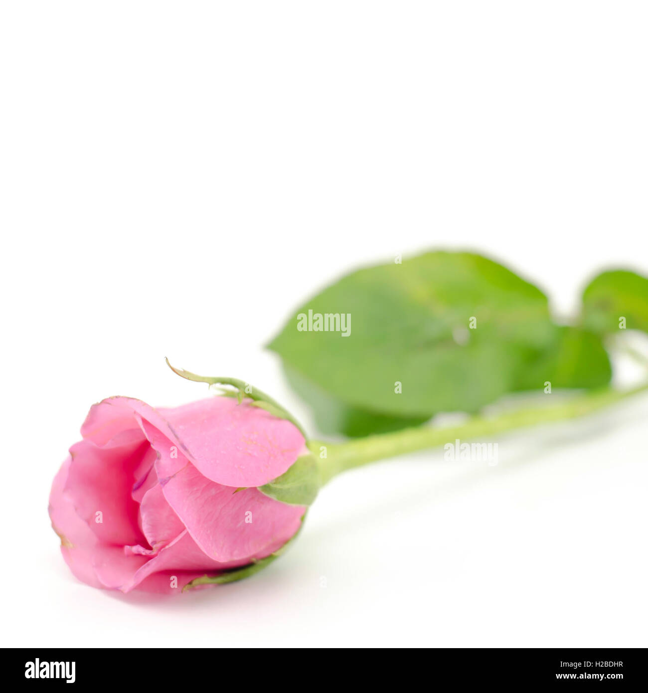 rose flower isolated on white Stock Photo - Alamy