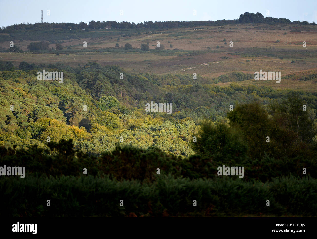 Ashdown forest, East Sussex Stock Photo Alamy