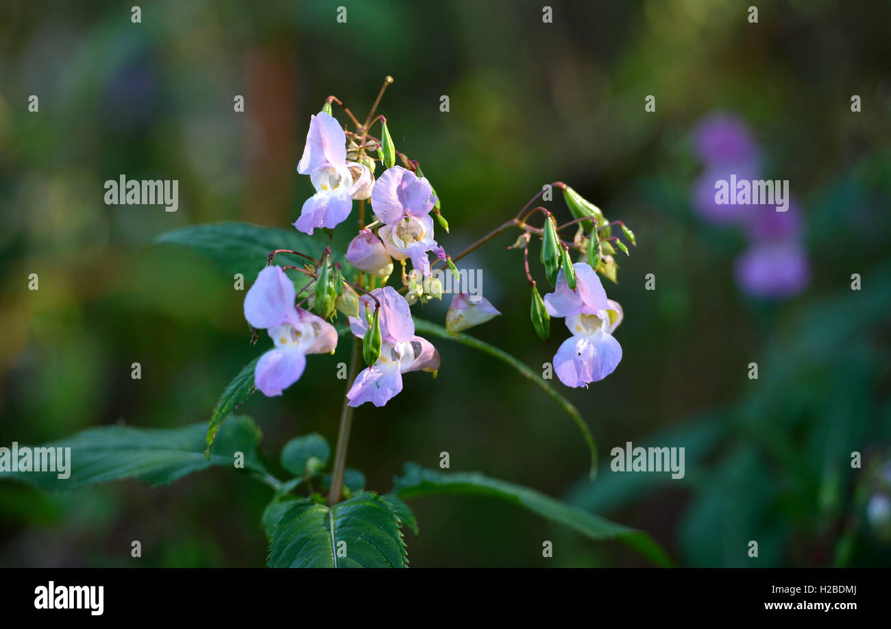 Himalayan balsam - an invasive species in UK Stock Photo