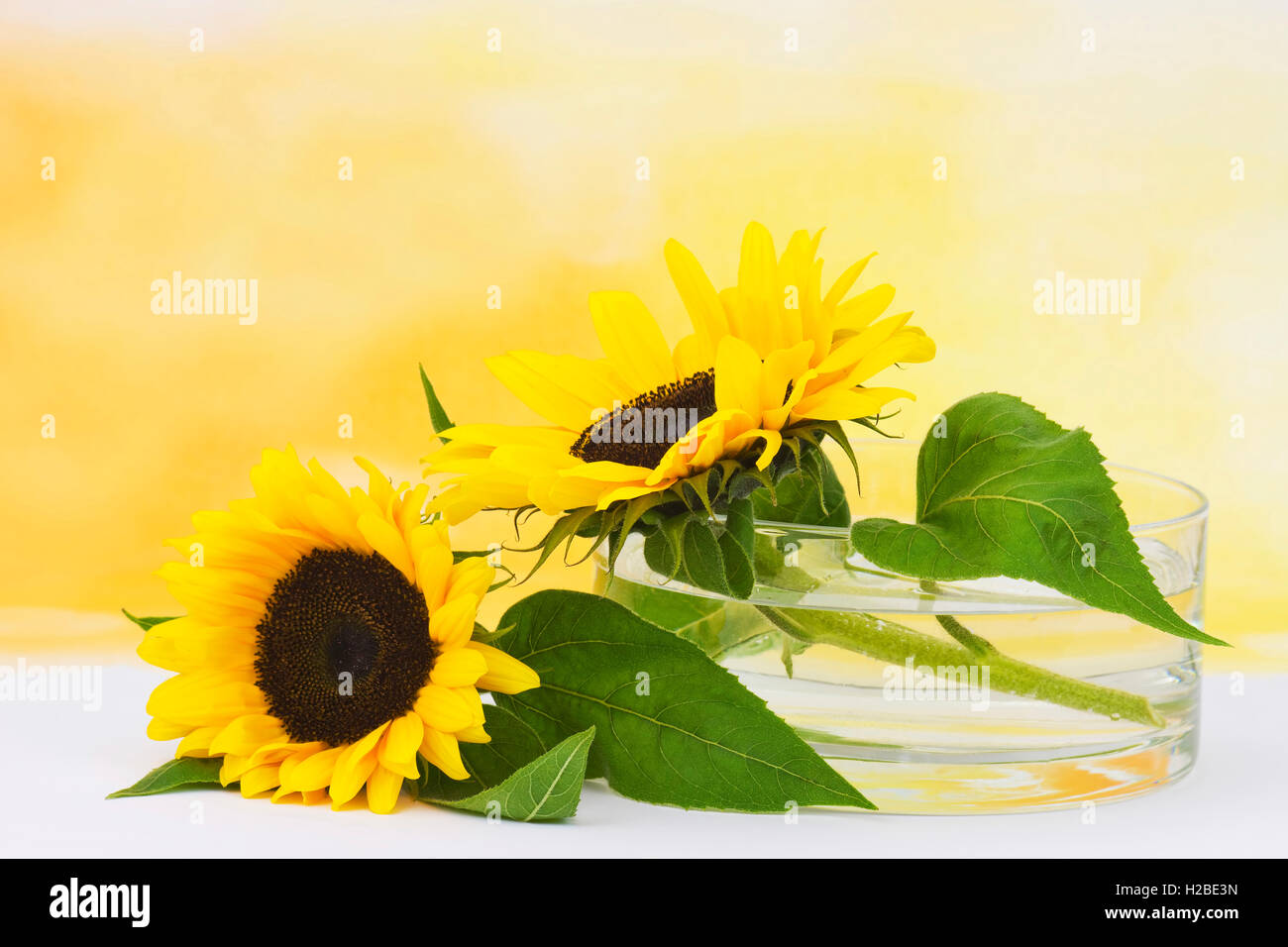 sunflowers in glass vase (Helianthus Stock Photo Alamy