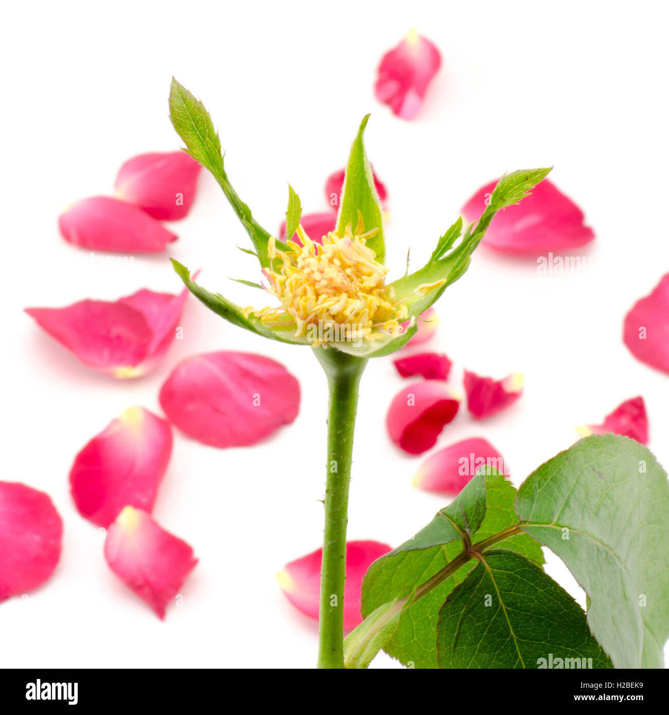rose flower isolated on white Stock Photo - Alamy