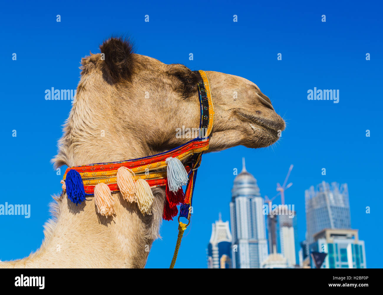 Camel on Jumeirah Beach in Duba Stock Photo