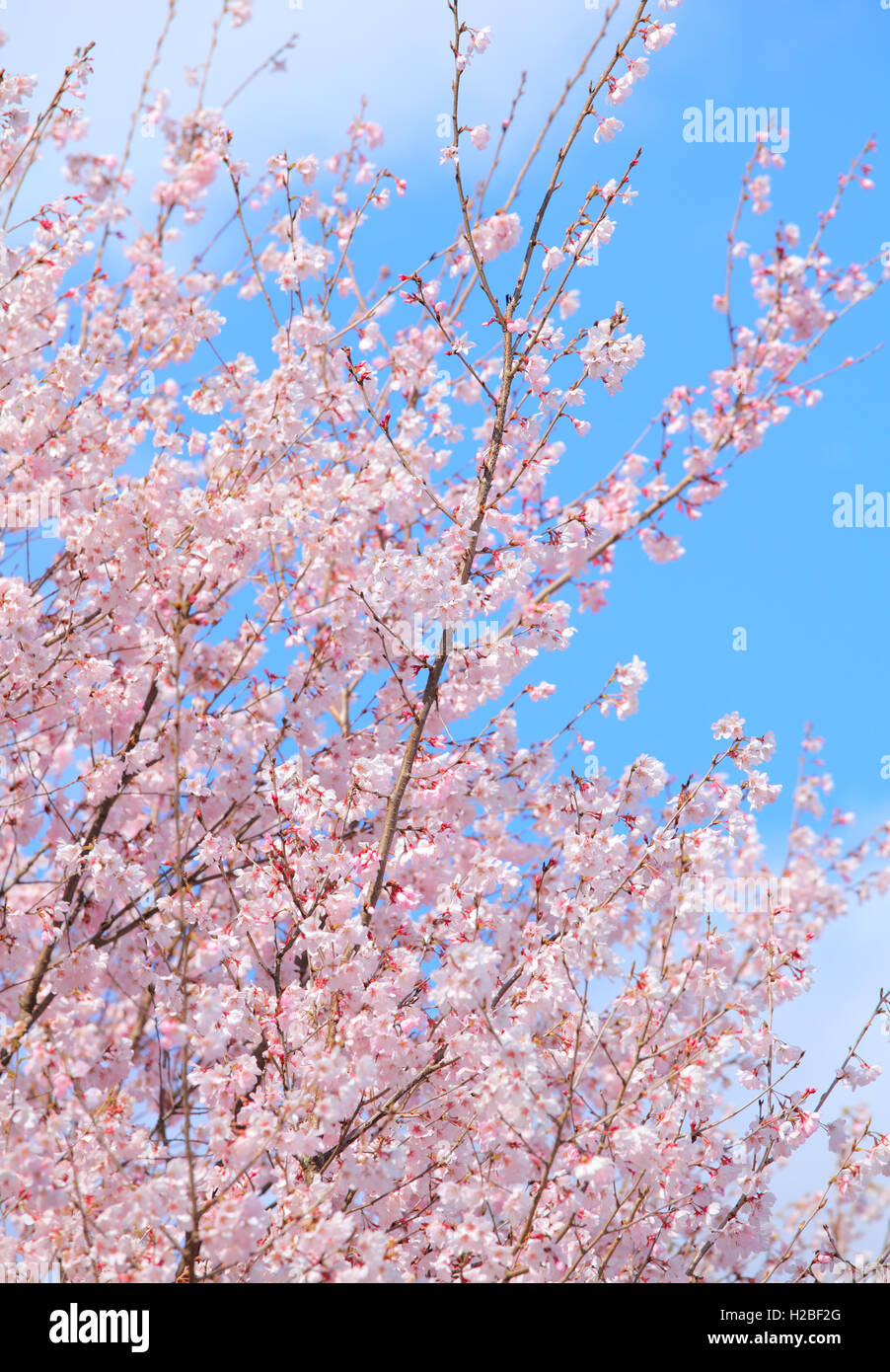 Sakura society hi-res stock photography and images - Alamy