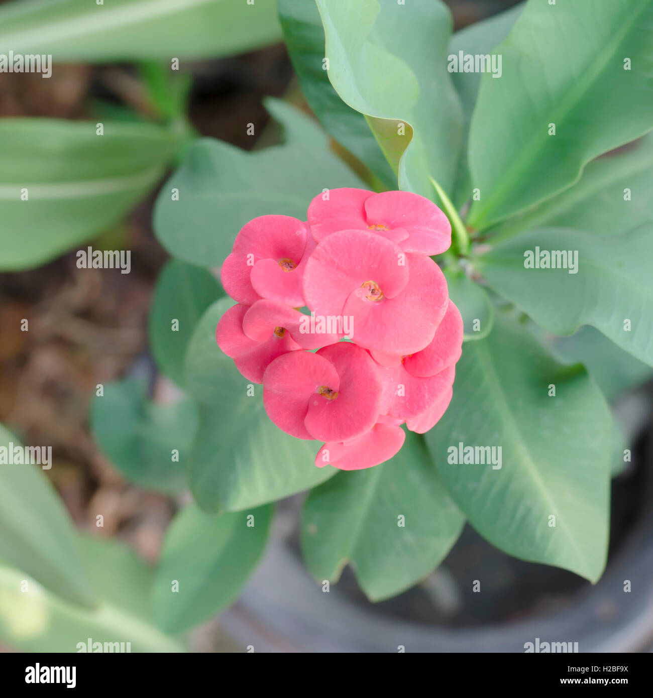 beautiful Euphorbia milli Desmoul Stock Photo