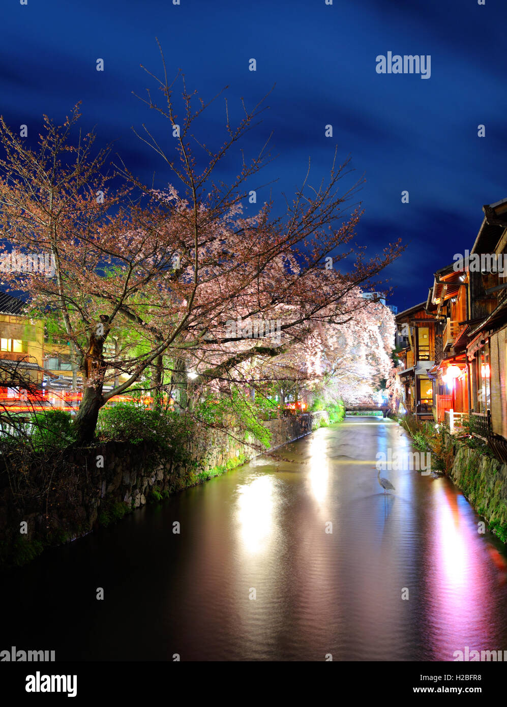 Sakura and traditional house in kyoto Stock Photo - Alamy