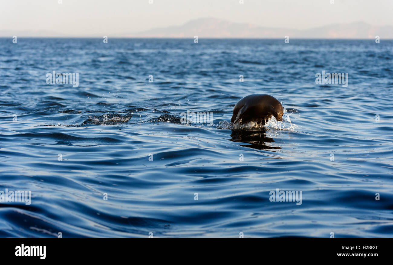 Seals swim and jumping out of water . Seals swim and jumping out of