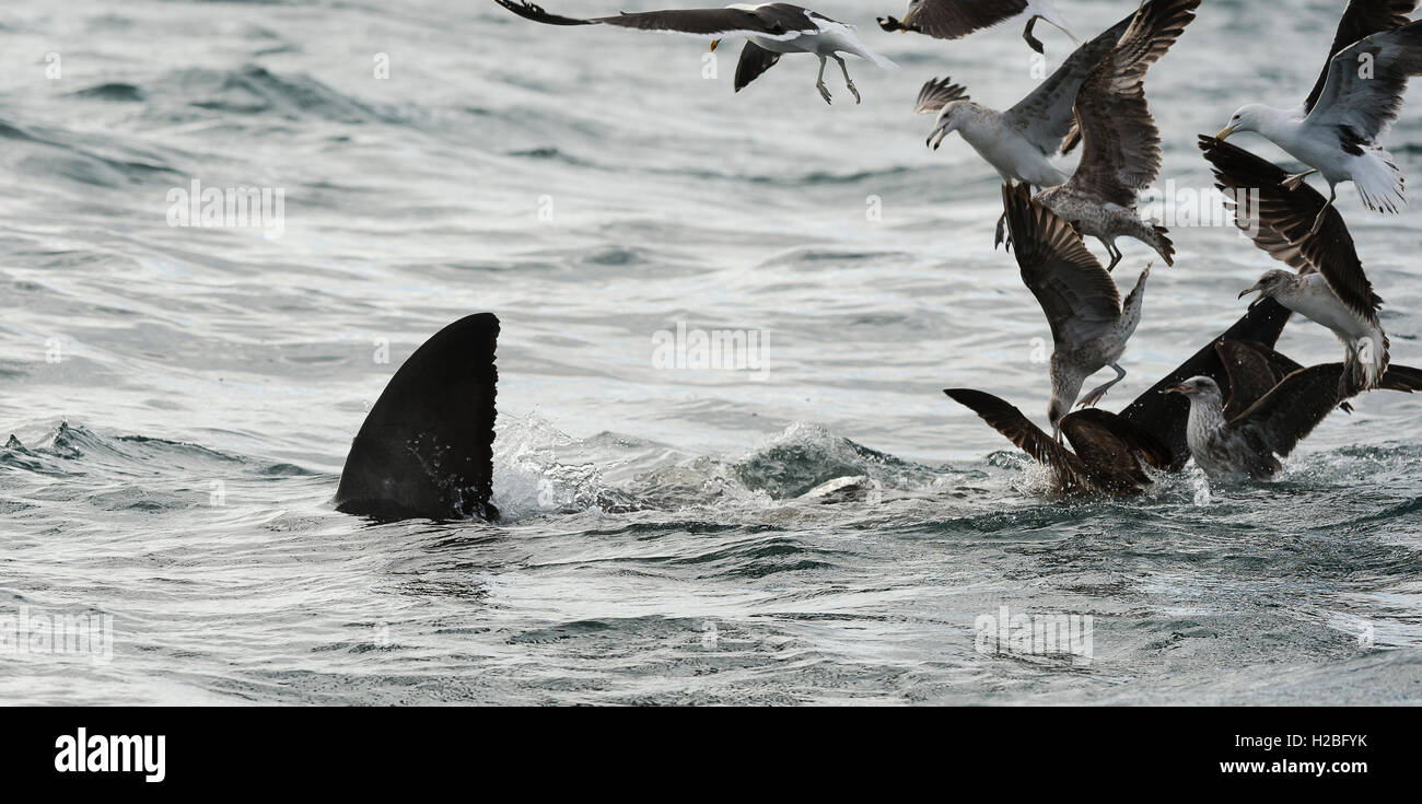 Back Fin of a white shark  and Seagulls Stock Photo