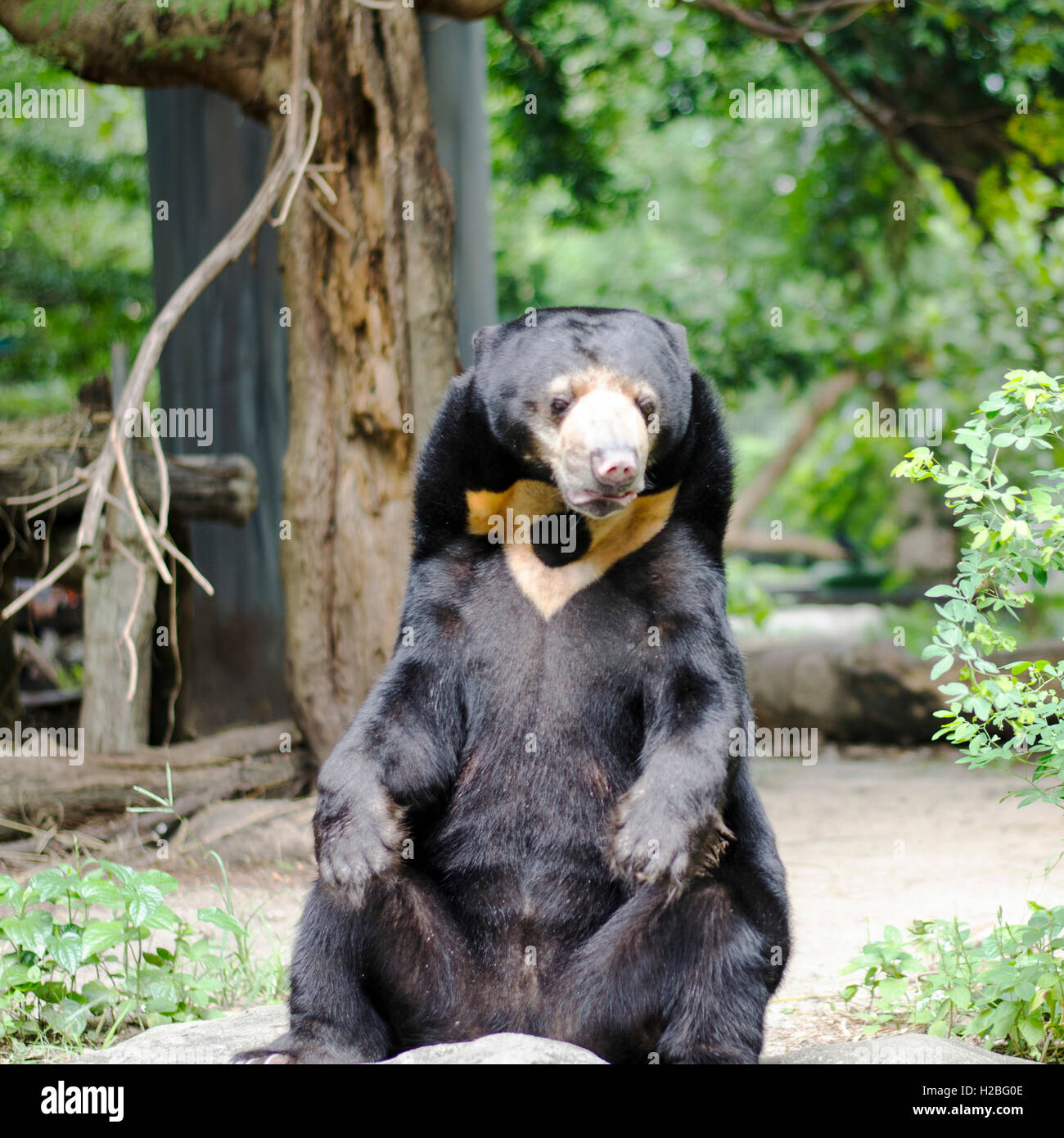 Malayan sun bear In Thailand zoo Stock Photo - Alamy